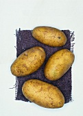 Nicola Biokartoffeln, Kartoffelsorte