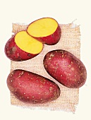 Laura Biokartoffeln, Kartoffelsorte