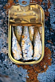 Sardines fish from La Quiberonnaise in can