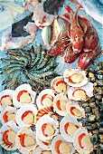 Frisches Seafood, Meerestiere 