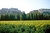 Weinanbaugebiet in der Provence, Weinreben