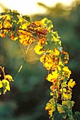 Reddish-green vine leaves in Abendlich