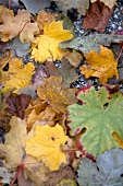 Close-up of autumn coloured grape vine leaves