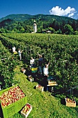 Apfelernte am sonnigen Hang bei Dölsach, Osttirol