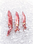 Tintenfische, Kalmar  auf Eis 