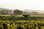 Blick über ein Weinanbaugebiet, im Hintergrund Berge und Häuser.