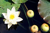 weiße Seerose im Wasser mit 3 schwimmenden Äpfeln.