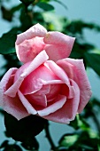 Rosane, blühende Rose an einem Rosenstock.