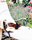 Braune Katze liegt auf einem hellen Liegestuhl im blühenden Garten