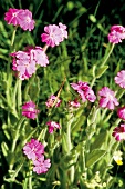 Close-up of pink flowers in green meadow