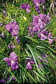 Mehrere blauviolette Stiefmütterchen auf einer grünen Wiese