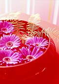 Close-up of red bowl with water and pink gerbera flowers floating