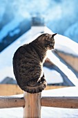 Katze sitzt am Zaun vor verschneiten Almhütten
