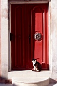 Schwarz-weiße Katze sitzt auf einer Stufe vor einem Haus mit roter Tür.X