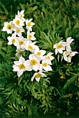 Close-up of white pelzanemone flowers with green leaves