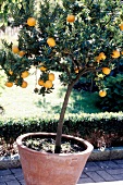 Pot of orange tree in garden