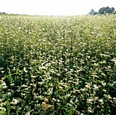 View of blooming buckwheat field 