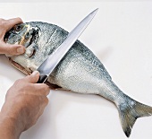 Fisch, Dorade wird mit Messer eingeschnitten, Step