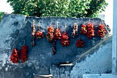 Bundles of fresh tomatoes hanging on stone wall