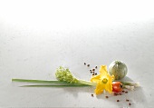 Courgette flower, tomato and spring onions on white background