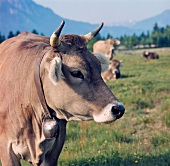 Close-up of cow with bell around neck