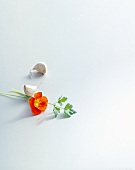 Garlic cloves and nasturtium flower on white background