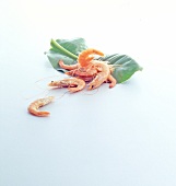 Shrimp and galangal plant on white background