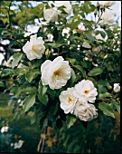 Blossoms of creamy white rose on rose bush, Moonlight