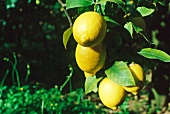 Close-up of lemons on branch