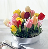 Close-up of multi-coloured tulips arranged in steel pot