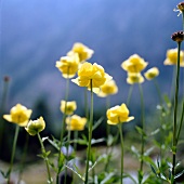 Gelbe Trollblumen im Naturpark Sölktäler, Nahaufnahme