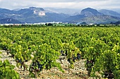 Weinreben auf Hereus de Ribas Mallorca, Spanien