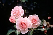 Rosen, zart rosa, Nahaufnahme 