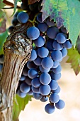 Close-up of bunch of gargolassa grapes in Mallorca, Spain