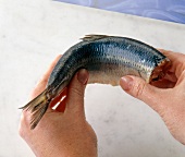 Close-up of hands holding herring fish