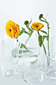 2 Ringelblumen in jeweils einem Glas