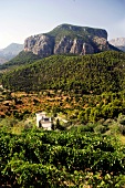 View of wine yard at Castell Miquel, Mallorca, Spain