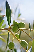 Close-up of arbequina olives, Mallorca, Spain