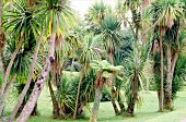 Garten des Glendalough Country House in Irland mit großen Yucca Palmen