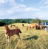 Pferde grasen auf einer Weide bei Susegana