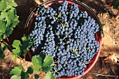 blaue Weintrauben, Cabernet-Ernte auf Weingut Guado al Melo, Toskana