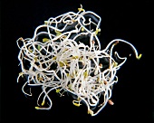 Alfala sprouts on black background