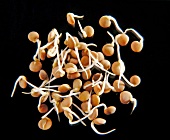 Close-up of lentil sprouts on black background