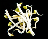Close-up of mung bean sprouts on black background