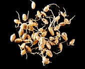 Close-up of wheat sprouts on black background