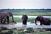 Namibia - Elefanten beim Abend-Bad, grün, blau
