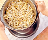 Close-up of sprouted bean in bowl
