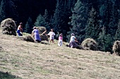 Women collecting hay in Villgratental, East Tyrol, Austria