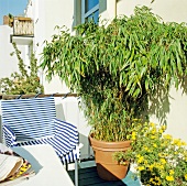 Close-up of chair, table and plant pot on balcony