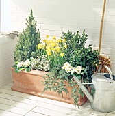 Pot plants with flowers and watering can on wooden floor
